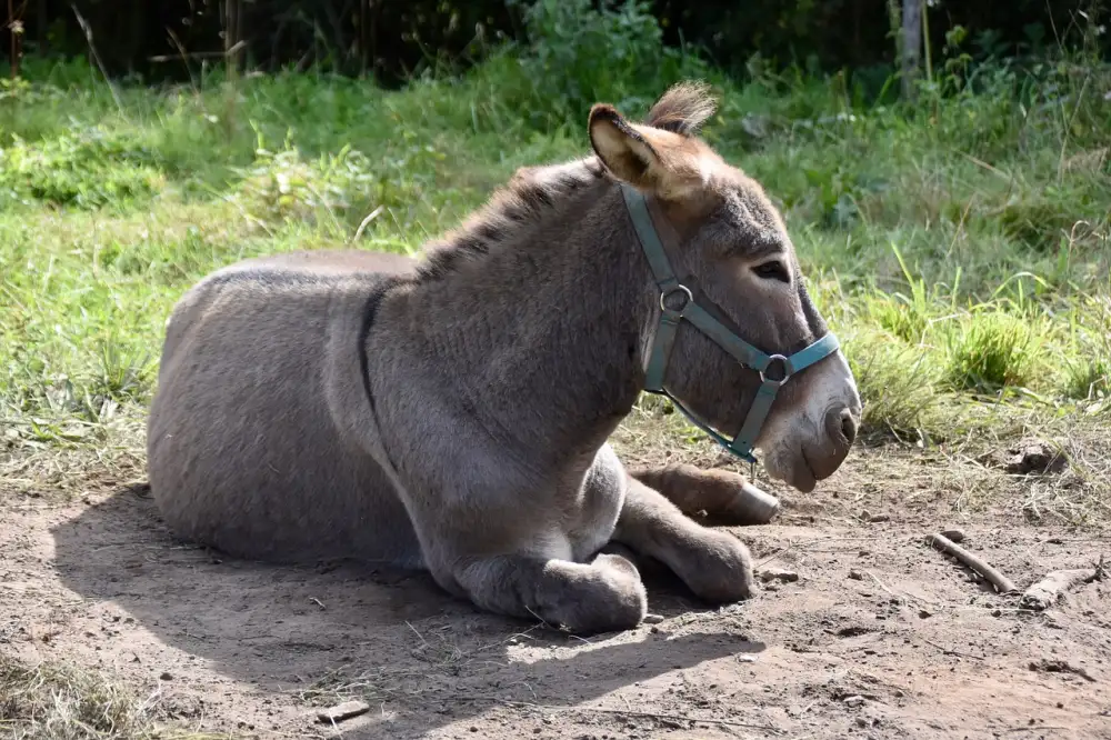Koženková Bunda
