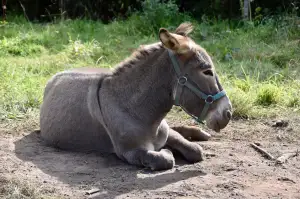 Koženková Bunda